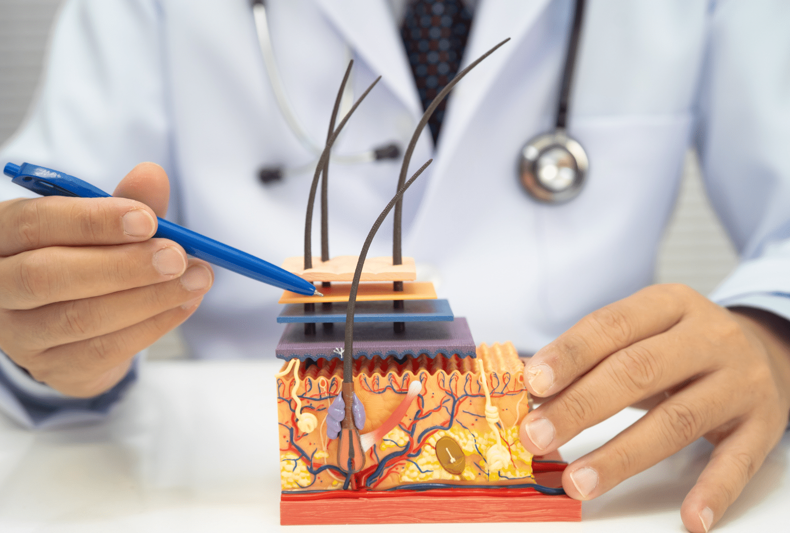 Modèle anatomique des cheveux et peau